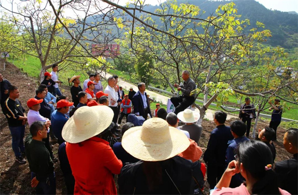 广元市“蜀道英才”进乡村为群众讲解核桃嫁接技术要点.jpg 广元市“蜀道英才”进乡村为群众讲解核桃嫁接技术要点.jpg