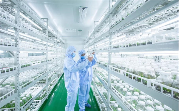省特聘专家谢松林研究植物组培技术.jpg 省特聘专家谢松林研究植物组培技术.jpg