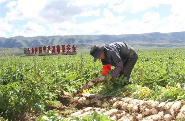 理塘县濯桑蔬菜现代农业园区(全省五星级现代农业园区)高原蔬菜直供粤港澳地区.jpg