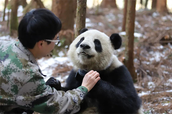 成都大熊猫繁育研究基地在大熊猫国家公园荥经片区开展圈养大熊猫野化放归训练.jpg 成都大熊猫繁育研究基地在大熊猫国家公园荥经片区开展圈养大熊猫野化放归训练.jpg